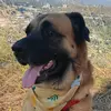 Ellie the Saint Shepherd - @itsellieinla - TikTok