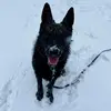 ellie_the_shepherdd - @ellie_the_shepherdd - TikTok