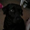 Ellie Townsend - @poppythetrikster - TikTok