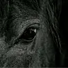 Ellie Weeks - @wolfschool - TikTok