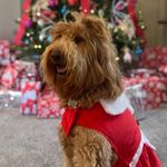Ellie Mae - @ellie_mae_yoder - Instagram