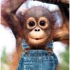 ElliotBaird  - @monkey220908 - TikTok