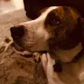 Bellywelly - @elliott.beagley - TikTok