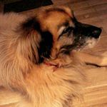 elliot bennett - @elliotbennett53 - Instagram