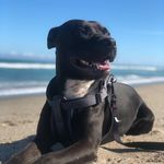 Elliot Burke-Brown - @elliot_noir - Instagram