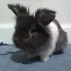 elliotchiu5 - @elliotchiu5 - TikTok
