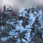 Elliot2 - @elliot_flowerchild2 - Instagram