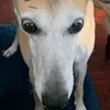 Elliot Green - @lurcherlunatic - TikTok