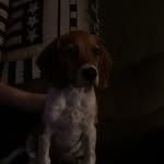 ELLIOT HALL - @elliothall_cute_small_puppy - Instagram