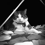 Elliot💗💗💗 - @katzenpower_elliot - Instagram