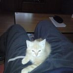 Elliot Le chat - Facebook