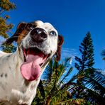 Elliot, le Coyotte - Facebook