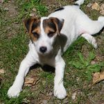 LE MONDE D'ELLIOT PARSON RUSSELL TERRIER - @le.monde.delliot - Instagram