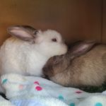 LEVI & ELLIOT - @elliot_levi_bunbuns - Instagram