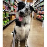 Levi Elliot - @sir_levi_elliot - Instagram