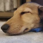 Elliot Lopez - @spartacus_the_doxie - Instagram