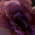 Elliot Mack - Facebook