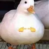 Elliot McGrath - @elliot.mcgrath - TikTok