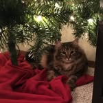 Elliot Miranda - @elliot.the.lion.cat - Instagram