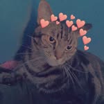 I’m a cat🐈🐱 - @elliot._.moon - Instagram
