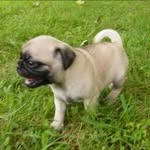 Elliot Ness Ridley - @elliotthepug - Instagram