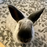 Elliot Peter - @elliotpetercottontail - Instagram