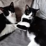 Elliot_Pickles_Terry - @elliotandpickles - Instagram
