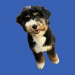 Elliot Powell - @elliot_thebernedoodle - Instagram