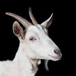 Elliot Scott Roche - @tinygoat77 - Instagram