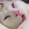 Roche Elliot - @rocheelliot - TikTok