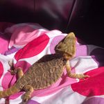 Elliot Simpson - @elliot_the_lizard - Instagram