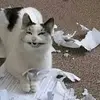 Pamela Pham - @elliott_walter951445 - TikTok