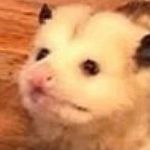Elliot Connor Wolfe - @questionable_opossum - Instagram