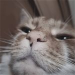 Elliot Wolfe - @sepulchral.haunt - Instagram