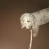 elliot 😁 - @elliot.yates1 - TikTok