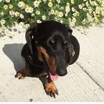 Herbie Elliott-Armstrong - @herbiethewienerdog - Instagram