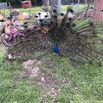 Elliott Back Up - Facebook