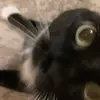 elliottbeckerpee5 - @elliottbeckerpee5 - TikTok