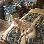 Elliott Bennett - @elliot_the_handsome_kitty - Instagram
