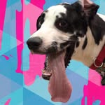 Elliott Blue - @elliott_the_great_dane - Instagram