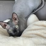 Elliott Blue 🩵🩵 - @elliott_blue_the_sphynx - Instagram