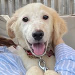Elliott The Moose - @elliott.the.foster.moose - Instagram