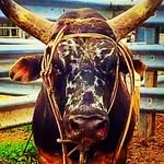 ElliottIngram - @elliottingram2 - Instagram