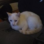 Elliott Page - @elliottpagehehexd - Instagram