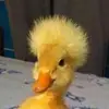 Elliotts Random Page - @elliotts_page_2022 - TikTok