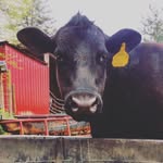 Elliott Home Place Farm - @elliotthomeplace - Instagram