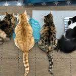 Elliott Smith, Toffee, Sprinkles & Lou Reed - @mykittenkingdom - Instagram