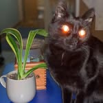 Elliott Rogers-Cline - @roethecat317 - Instagram