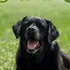 elliottshaw8 - @elliottshaw8 - TikTok