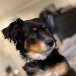 Elliott Spence Hook-Mullins - @ell_bell_the_cow_dog - Instagram